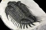 Spiny Delocare (Saharops) Trilobite - Bou Lachrhal, Morocco #161338-4